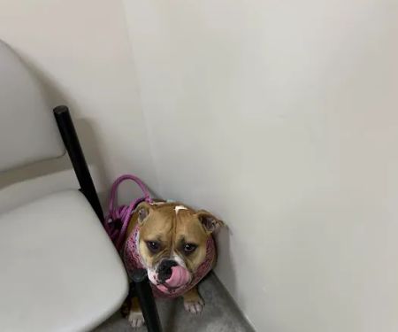 Adamson Veterinary Services