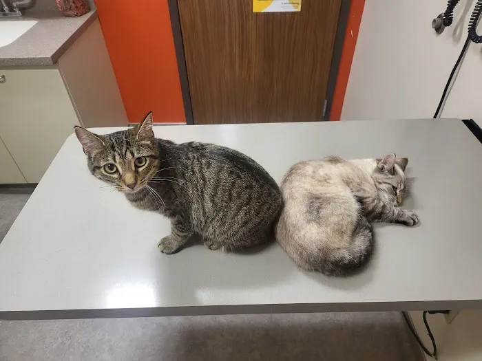 Adamson Veterinary Services Picture 3
