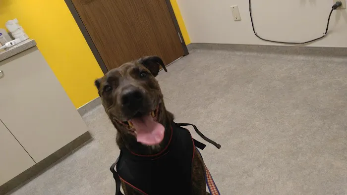 Adamson Veterinary Services Picture 6