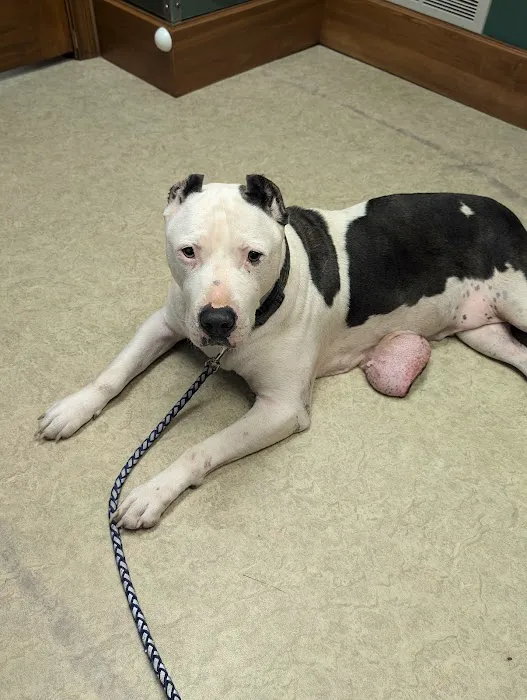 Western Reserve Vet Hospital Picture 8