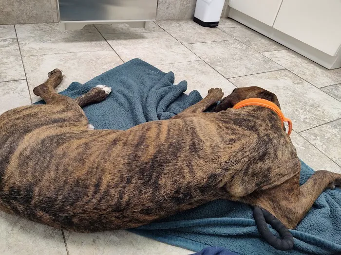 Champion Animal Hospital Picture 1