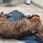 Champion Animal Hospital
