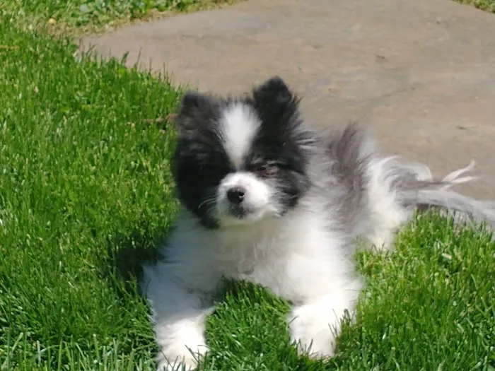 Champion Animal Hospital Picture 4