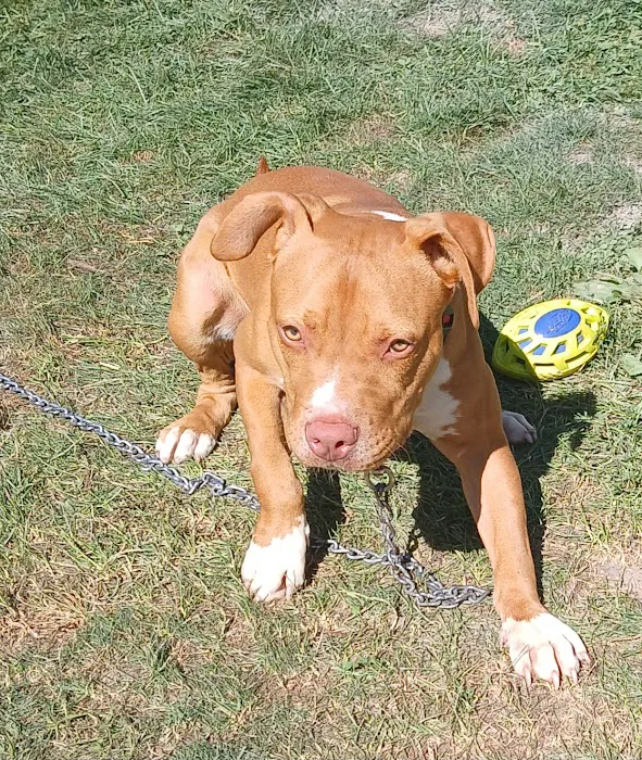 Champion Animal Hospital Picture 7