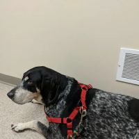 Countryside Veterinary Service - Large Animal ico