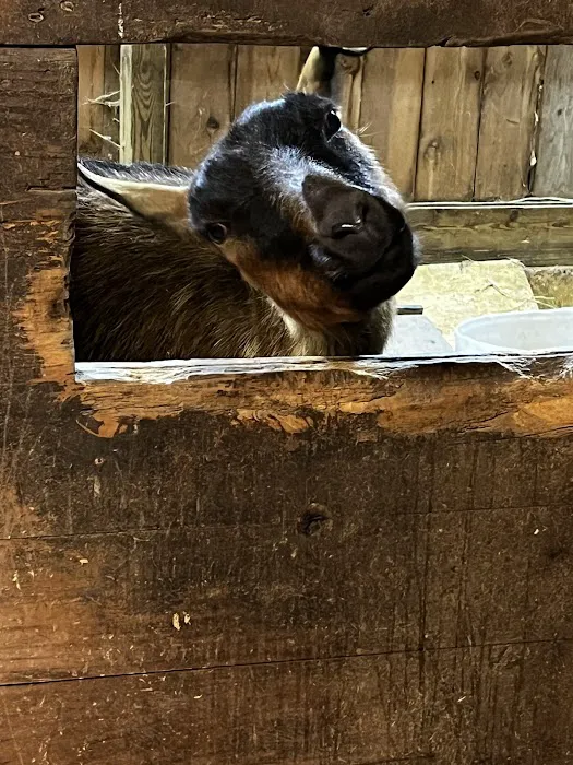 Countryside Veterinary Service - Large Animal Picture 8