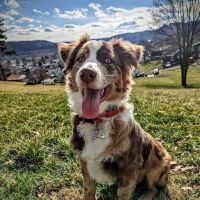 Barnesville Woodfield Veterinary ico