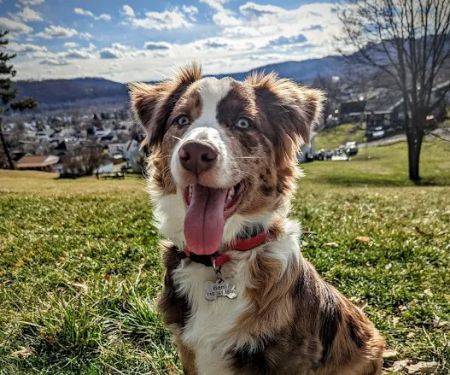 Barnesville Woodfield Veterinary
