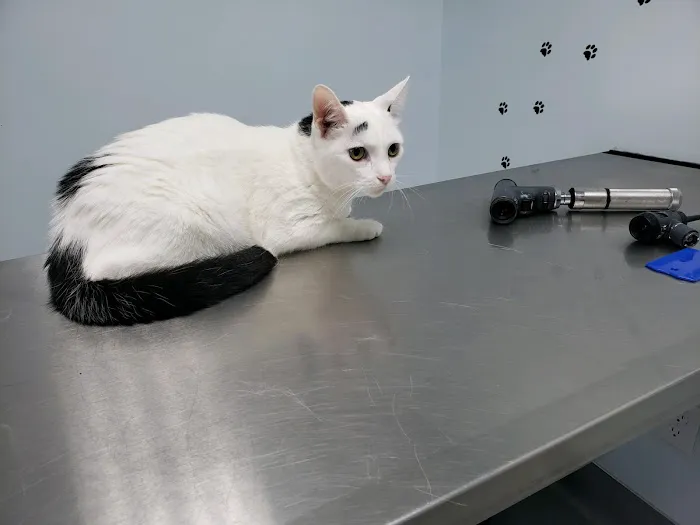Barnesville Woodfield Veterinary Picture 5