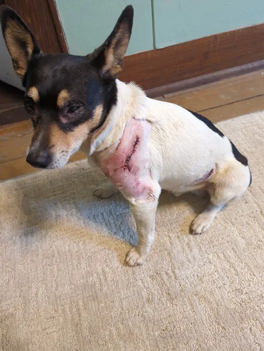 New Martinsville Animal Hospital Picture 7