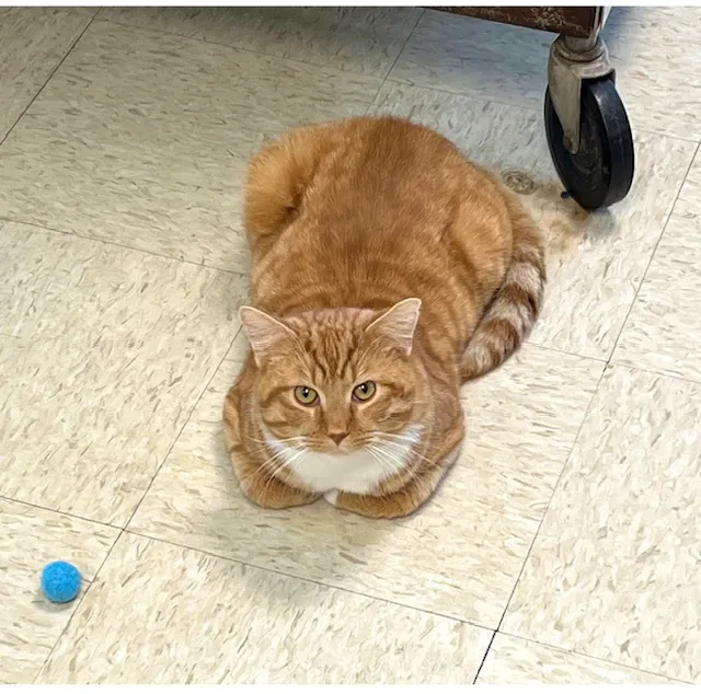 New Martinsville Animal Hospital Picture 8