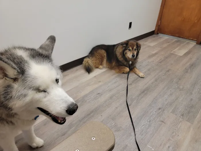 Gold Ribbon Veterinary Clinic LLC Picture 5