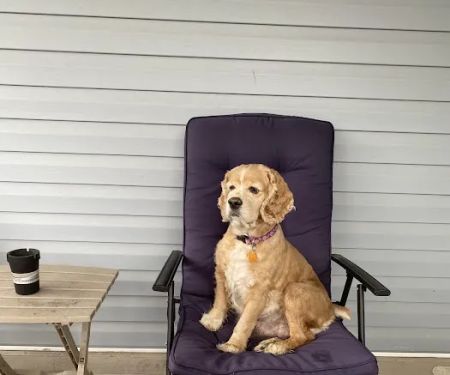 Springhill Animal Clinic