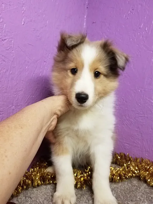 Springhill Animal Clinic Picture 6