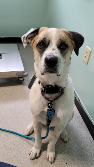 Minerva Veterinary Clinic Picture 1