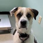 Minerva Veterinary Clinic