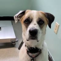 Minerva Veterinary Clinic ico