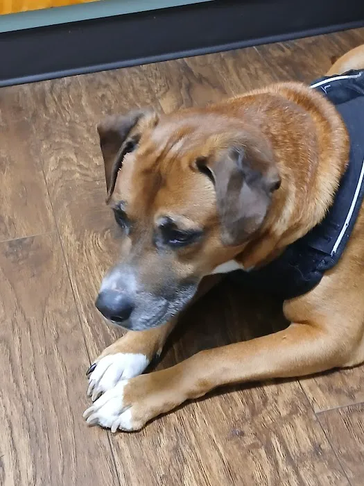 Minerva Veterinary Clinic Picture 2