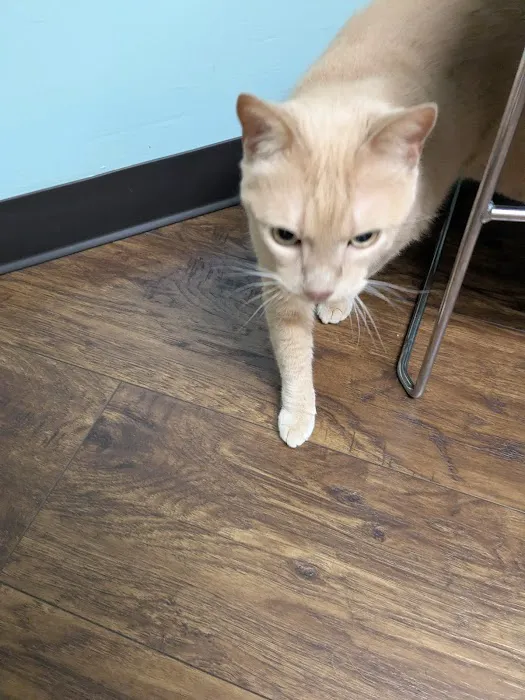 Minerva Veterinary Clinic Picture 3