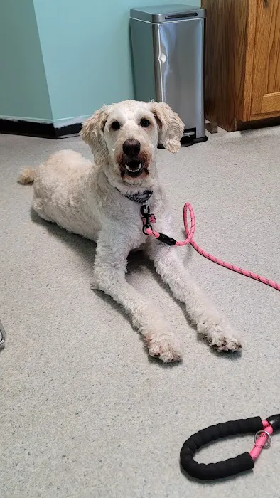 Minerva Veterinary Clinic Picture 6