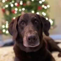 St Kitts Veterinary Clinic ico
