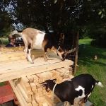 Eastern Buckeye Veterinary Services