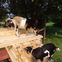 Eastern Buckeye Veterinary Services ico