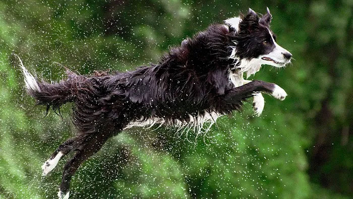 County Line Veterinary Service Picture 5