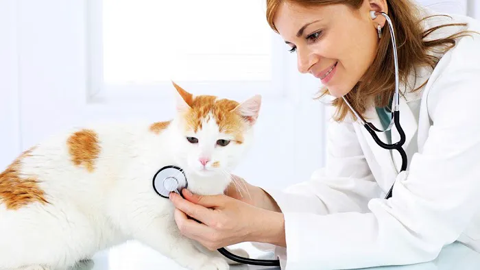 County Line Veterinary Service Picture 4