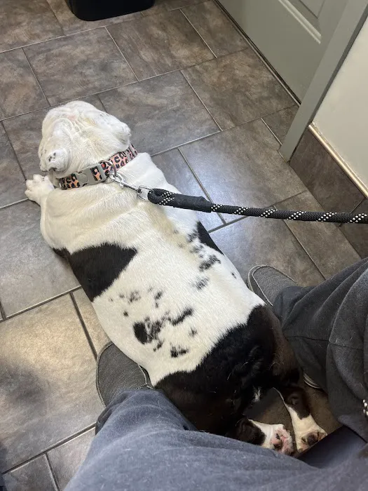 County Line Veterinary Service Picture 9