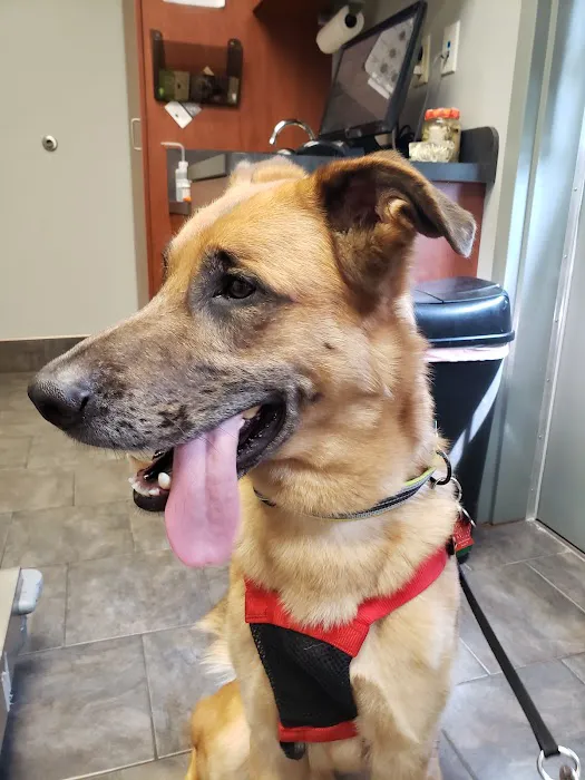 County Line Veterinary Service Picture 10