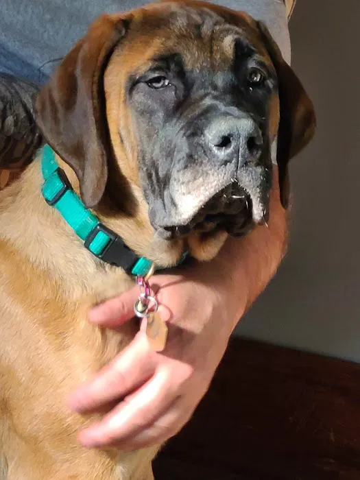 Little Vet Clinic Picture 3