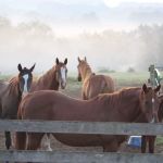 Little Vet Clinic - Dr. Amanda Zoldak