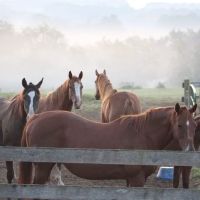Little Vet Clinic - Dr. Amanda Zoldak ico