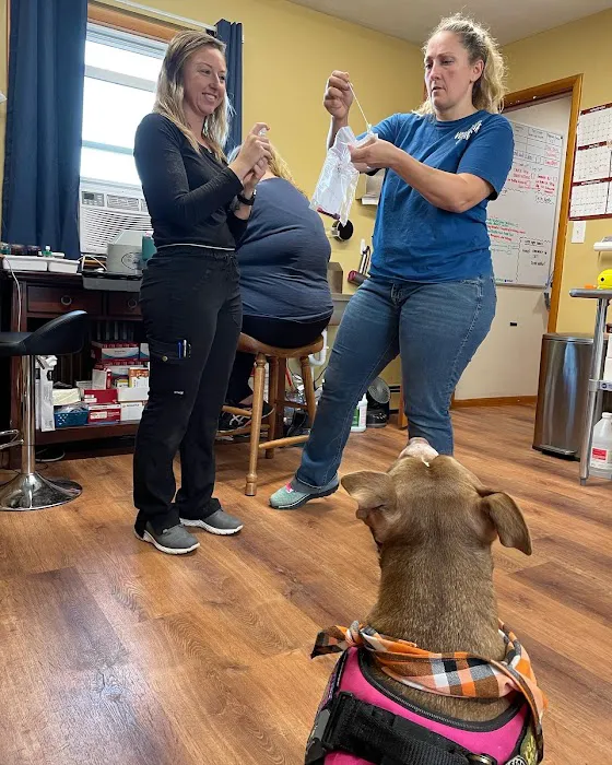 Little Vet Clinic - Dr. Amanda Zoldak Picture 10