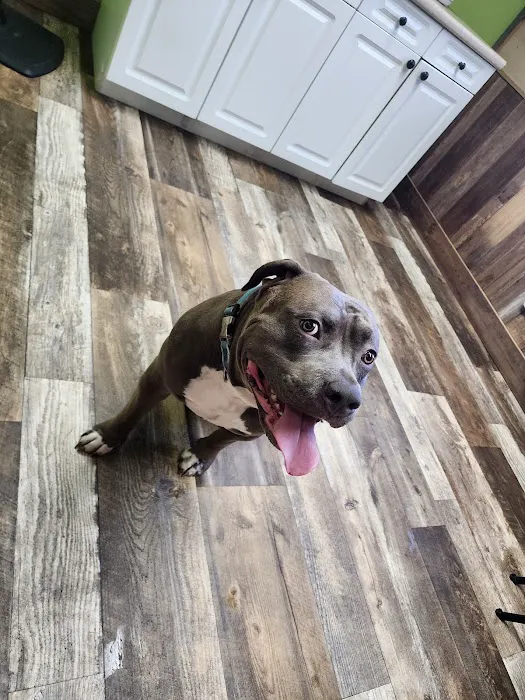 Red Star Veterinary Clinic Picture 8