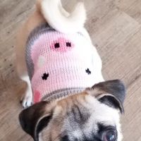 Town & Country Veterinary Clinic ico
