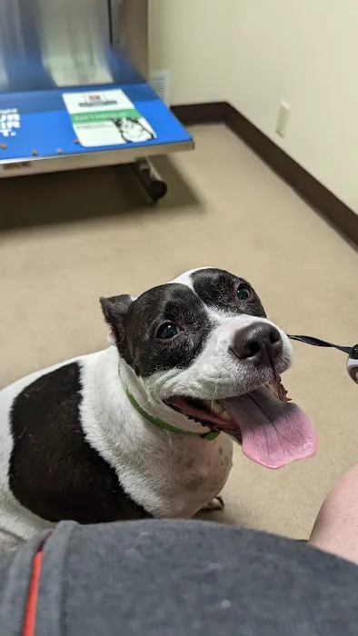 Town & Country Veterinary Clinic: Yosick Drew DVM Picture 1