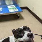 Town & Country Veterinary Clinic: Yosick Drew DVM
