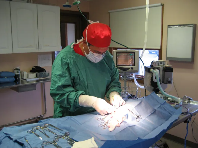 Town & Country Veterinary Clinic: Yosick Drew DVM Picture 5