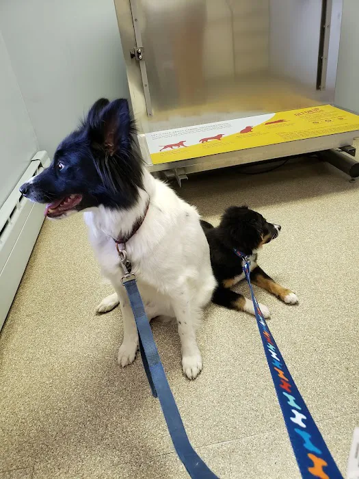 Town & Country Veterinary Clinic Picture 1