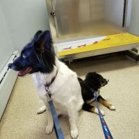 Town & Country Veterinary Clinic ico