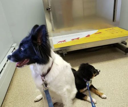 Town & Country Veterinary Clinic