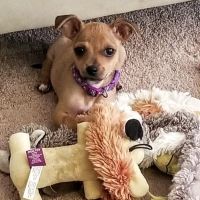 Thompson Animal Hospital ico