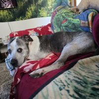 Alliance Animal Hospital LLC ico