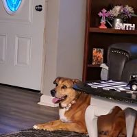 Tucker Patricia A DVM ico
