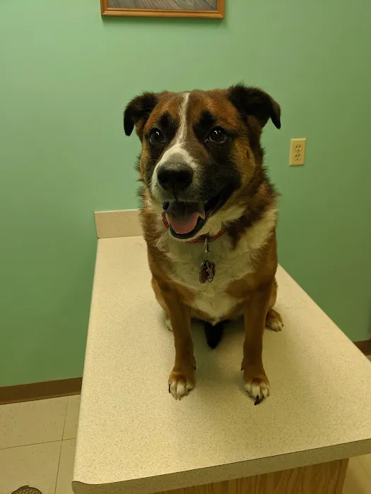 West Main Veterinary Clinic Picture 10
