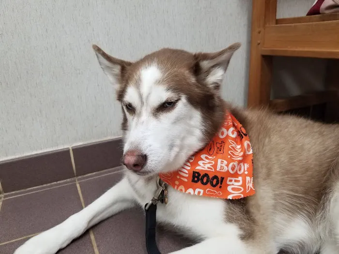 VCA North Ridge Animal Hospital Picture 1