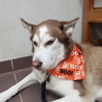 VCA North Ridge Animal Hospital ico