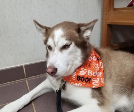 VCA North Ridge Animal Hospital